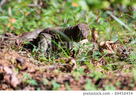 Bengal monitor or Varanus bengalensis in grass Bengal monitor or Varanus bengalensis in grass 89458454