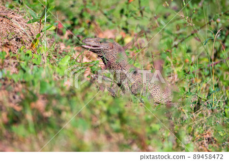 Bengal monitors or Varanus bengalensis perform mating Bengal monitors or Varanus bengalensis perform mating 89458472