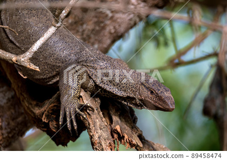 Bengal monitor or Varanus bengalensis on a tree 89458474