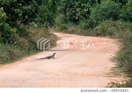 Bengal monitor or Varanus bengalensis on a road 89458481