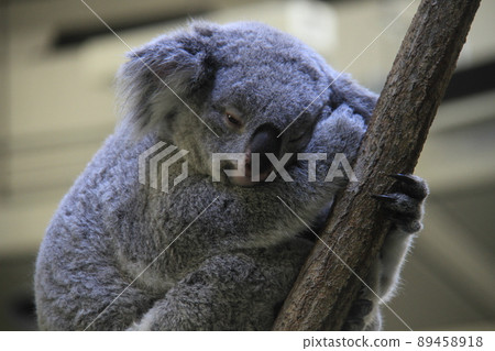 Koala, a popular person at Tama Zoological Park 89458918