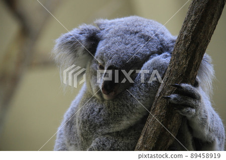 Koala sleeping all the time 89458919