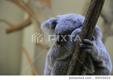 Fluffy koala 89458920