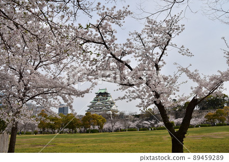 Osaka Prefecture, Japan Spring Osaka Castle Park Cherry blossoms in full bloom and skyscrapers around the magnificent castle tower Osaka Prefecture, Japan Spring Osaka Castle Park Cherry blossoms in full bloom and skyscrapers around the magnificent castle tower 89459289