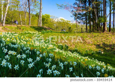 Narcissus and Mt. Tanigawa 1 89459414