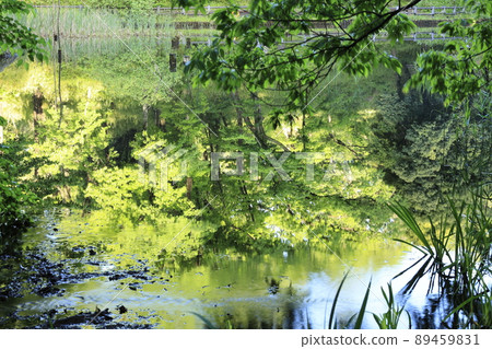 Fresh green forest reflected on the surface of the water Fresh green forest reflected on the surface of the water 89459831
