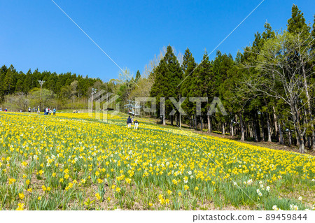 黃水仙花園 89459844