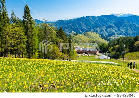 水仙花田和雪山 水仙花田和雪山 89459845
