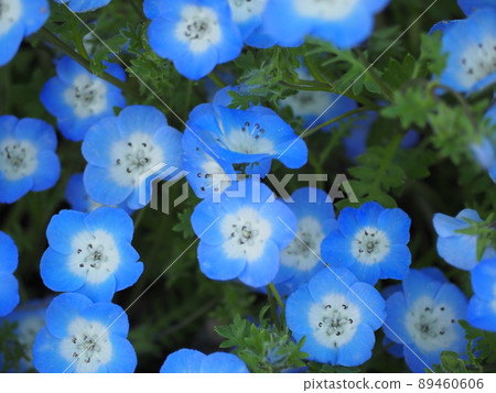 Nemophila 89460606