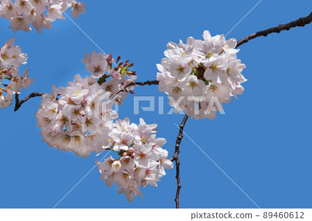 寒冬過後，櫻花綻放，賞櫻在盛開的花叢下。 89460612