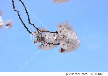 櫻花盛開的一年級，四月如此溫暖的日子，與家人一起慶祝的幸福 89460613