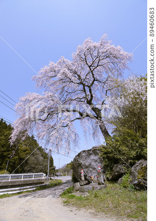 Takada Ishiwari Sakura (Shiroishi City, Miyagi Prefecture) Takada Ishiwari Sakura (Shiroishi City, Miyagi Prefecture) 89460683