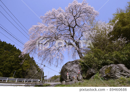 Takada Ishiwari Sakura (Shiroishi City, Miyagi Prefecture) Takada Ishiwari Sakura (Shiroishi City, Miyagi Prefecture) 89460686
