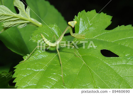 Caterpillar larva 89460690