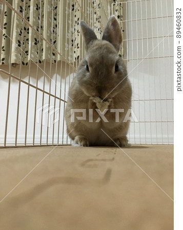 Pet rabbit is grooming 89460832
