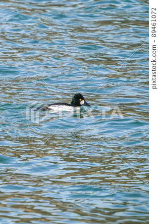 Rhododendron 89461072