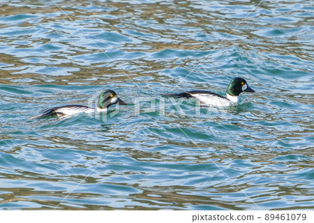 Rhododendron Rhododendron 89461079