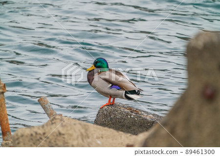 Mallard Mallard 89461300