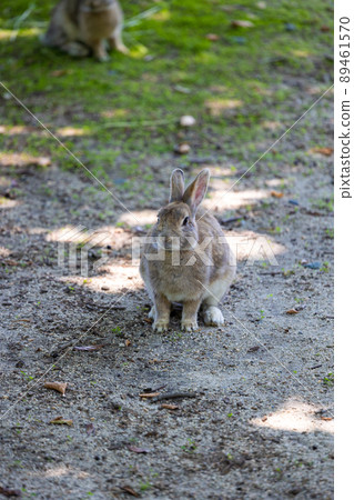 EOS R6. Hiroshima Okunoshima,一隻來覓食的兔子。 EOS R6. Hiroshima Okunoshima,一隻來覓食的兔子。 89461570