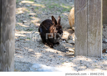 EOS R6. Hiroshima Okunoshima, black lump black rabbit. 89461591