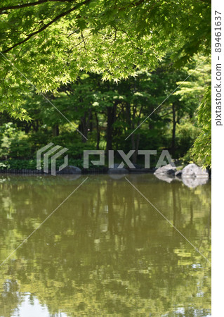 Blue maple on the banks of the pond 89461637