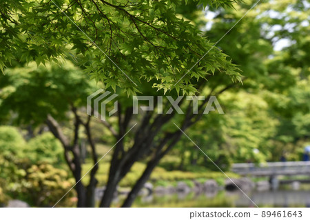 池塘岸邊的藍楓 89461643