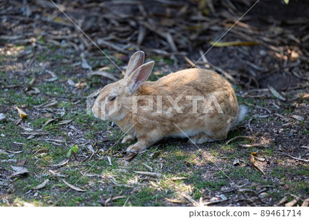 EOS R6. Hiroshima Okunoshima, a rabbit that resembles a bun. EOS R6. Hiroshima Okunoshima, a rabbit that resembles a bun. 89461714
