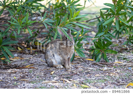 EOS R6. Hiroshima Okunoshima, a rabbit that doesn't care about branches. EOS R6. Hiroshima Okunoshima, a rabbit that doesn't care about branches. 89461866