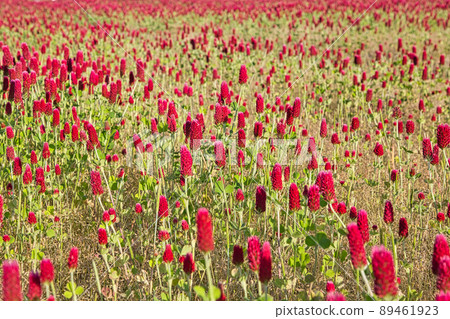 Spring flowers-Crimson clover Spring flowers-Crimson clover 89461923