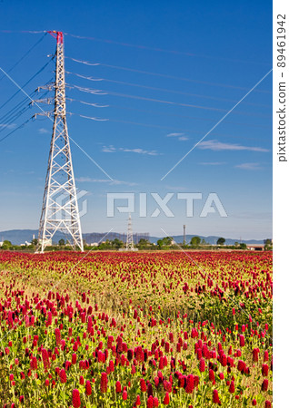 Spring flowers-Crimson clover 89461942