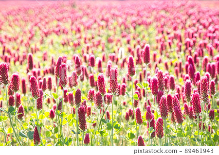 Spring flowers-Crimson clover 89461943