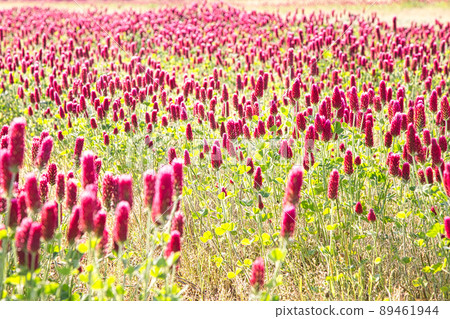 Spring flowers-Crimson clover 89461944