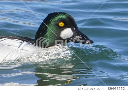 鵲鴨 89462252