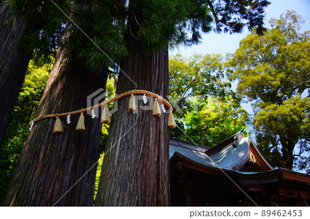 靜岡縣伊豆市修善寺旁的弘法大師建造的日枝神社的一對杉木、兒童寶杉木和一級橡樹。 靜岡縣伊豆市修善寺旁的弘法大師建造的日枝神社的一對杉木、兒童寶杉木和一級橡樹。 89462453