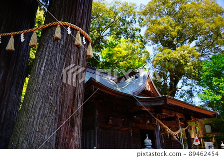 靜岡縣伊豆市修善寺旁的弘法大師建造的日枝神社的一對杉木、兒童寶杉木和一級橡樹。 靜岡縣伊豆市修善寺旁的弘法大師建造的日枝神社的一對杉木、兒童寶杉木和一級橡樹。 89462454