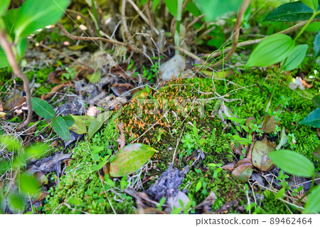 在里山發現的苔蘚孢子菌群 89462464