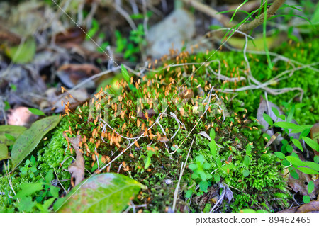 在里山發現的苔蘚孢子菌群 89462465