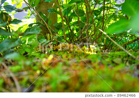 在里山發現的苔蘚孢子菌群 在里山發現的苔蘚孢子菌群 89462466