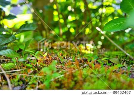 在里山發現的苔蘚孢子菌群 89462467