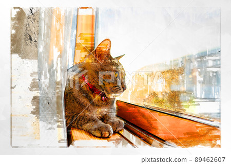 Cat Cat Cat Kijitora White Gray Kitten Female Female Female Cat Female Cat Female Cat Cheerful Cute Healing 89462607