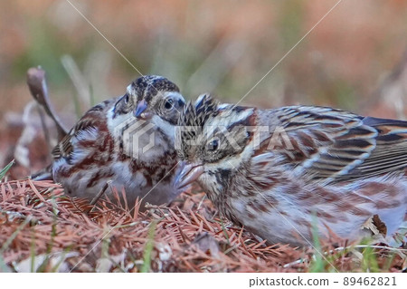 Kashirara Daka 89462821