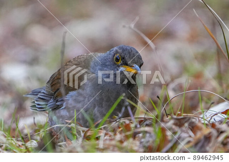 白腹 白腹 89462945