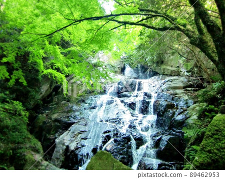 Senjuin Waterfall (Fukuoka) surrounded by fresh greenery in early summer 89462953