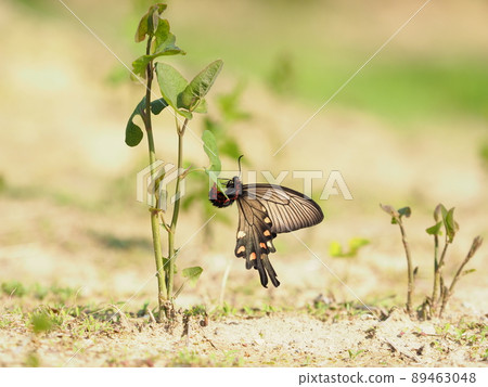 Spawning of Chinese windmill 89463048