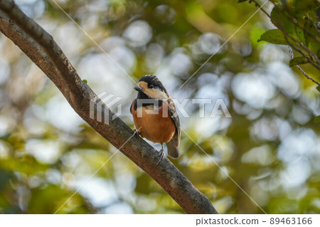 Yamagara Yamagara 89463166