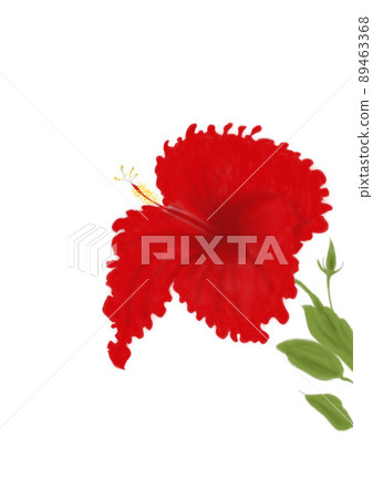 深紅色的芙蓉 89463368