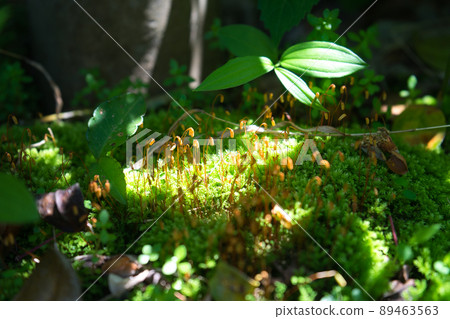 Sunbeams and moss sporophytes 89463563