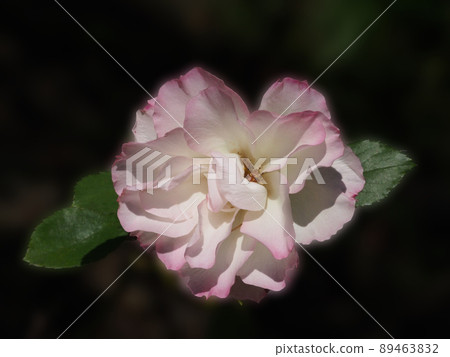 Matilda rose 89463832