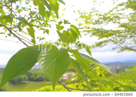 Fresh green leaves Sakura tree 89463860