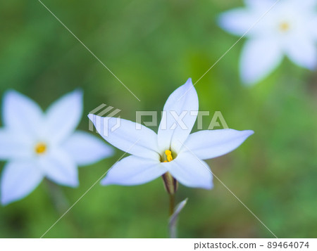 Hananira with 5 petals 89464074